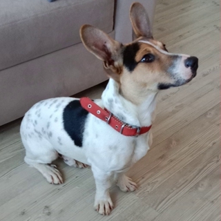 İstanbul Çekmeköy Jack Russell Sahipsiz Bulundu