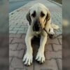 İstanbul Emniyettepe Kangal Köpek Bulundu Sahibi/Yuva Aranıyor