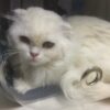 İstanbul Eyüp Scottish Fold Kedi Bulundu Sahibi Aranıyor