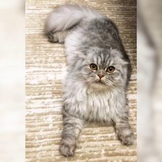 İstanbul Kağıthane British Longhair Kedi Kayıp