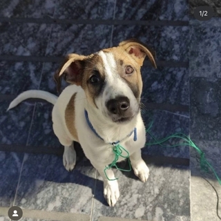 İstanbul kağıthane Jack Russell Mit Yuva