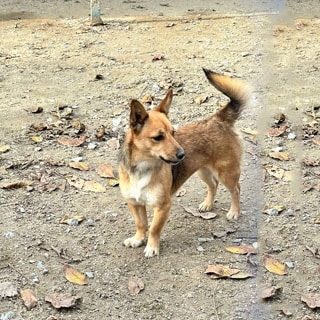 İstanbul Kağıthane Küçük Irk Köpek Yuva