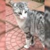 İstanbul Kağıthane Sahipsiz Bulunan Kedi