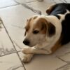 İstanbul Şişli Beagle Kayıp