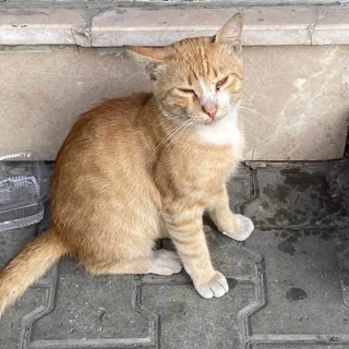 İstanbul Sultangazi Sarman Kedi Kayıp