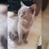 İzmir Menderes British Shorthair Kedi Kayıp