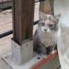 Malatya İstasyon Dişi Kedi Kayıp