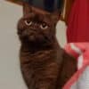 Ankara Çankaya British Shorthair Kedi Kayıp