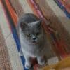 Antalya Kepez British Shorthair Kedi Kayıp