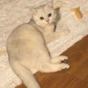 İstanbul Bahçelievler British Shorthair Kedi Kayıp