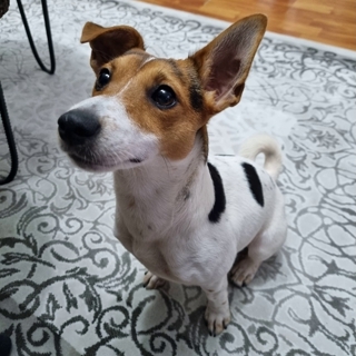 İstanbul Beylikdüzü Jack Russel Köpek Kayıp