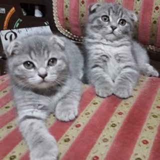 İstanbul Kadıköy Dişi Scottish Fold Kedi Yuva