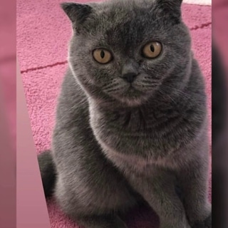 İstanbul Şişli Scottish Fold Kedi Kayıp