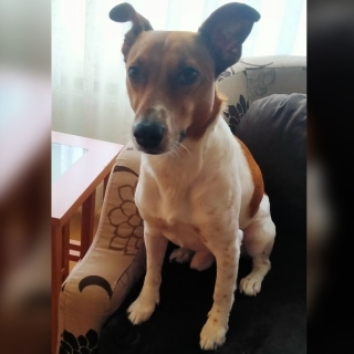 İstanbul Üsküdar Jack Russel Köpek Kayıp