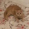 İzmir Menderes British Shorthair Kedi Kayıp