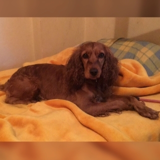 İzmir Poligon Cocker Spaniel Köpek Kayıp