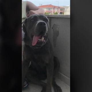 Sakarya Karasu Cane Corso Köpek Yuva