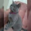 İstanbul Sefaköy British Shorthair Kayıp