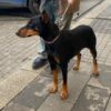 Kağıthane Doberman Köpek