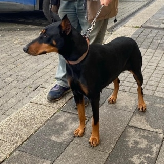 Kağıthane Doberman Köpek