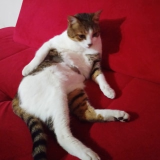 İstanbul Kağıthane Mix Kedi Mars Kayıp