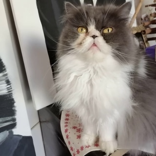 İstanbul Kağıthane Persian Chinchilla Kedi Kayıp