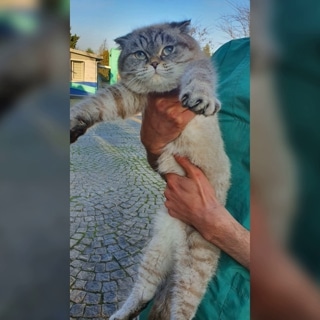 İstanbul Kağıthane Scottish Fold Kedi Yuva