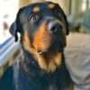 İstanbul Tuzla Rottweiler Köpek Kayıp