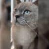 İstanbul Yenibosna British Shorthair kayıp