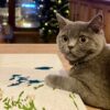 İzmit Merkez British Shorthair Kedi Kayıp