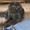 Kocaeli Derince Scottish Fold Kedi Kayıp