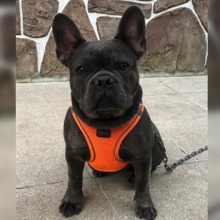 Sakarya Erenler French Buldog Köpek Kayıp