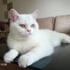 Ankara Etimesgut Erkek British Shorthair Kedi Kayıp