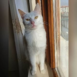 Ankara Yeşilevler Mix Ankara Kedi Kayıp