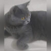 Hatay Çekmece British Shorthair Kedi Kayıp