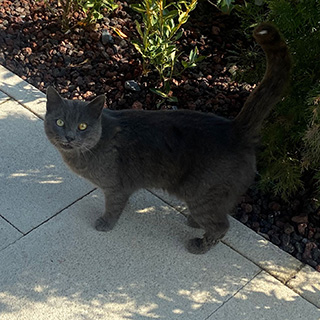 İstanbul Kağıthane British Shorthair Yuva