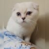 İstanbul Bağcılar Scottish Fold Kedi Kayıp