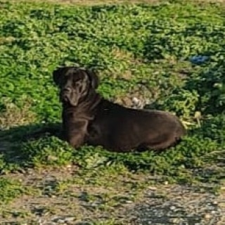 İstanbul Bahçeşehir Hadımköy Cane Corso Bulundu