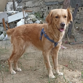 İstanbul Eyüp Güzeltepe Dişi Golden Köpek Kayıp