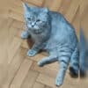 İstanbul Fatih british Shorthair Kedi Kayıp