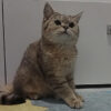 İstanbul Fatih British Shorthair Kedi Kayıp