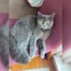 İstanbul Gaziosmanpaşa British Shorthair Kedi Kayıp