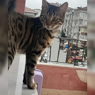 İstanbul Pendik Tekir Kedi Kayıp