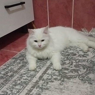 İstanbul Sultangazi Chinchilla Kedi Yuva