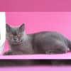 İstanbul Tuzla British Shorthair Kedi Kayıp