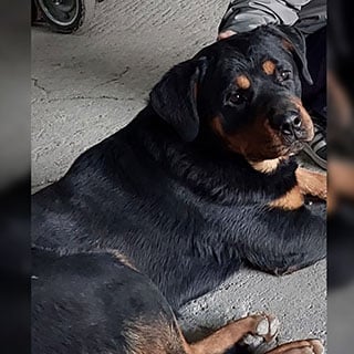 İstanbul Yenibosna Rottweiler Köpek Kayıp