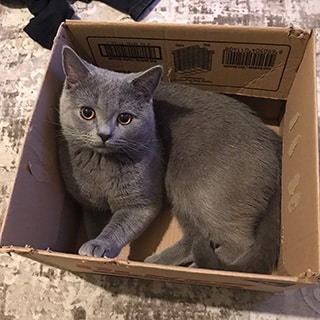 Ankara Mamak British Shorthair Kedi Kayıp