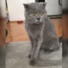 Ankara Scottish Fold Kedi Bulundu Sahibi Aranıyor