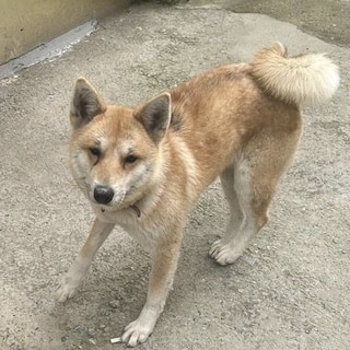 İstanbul Maltepe Akita Köpek Kayıp