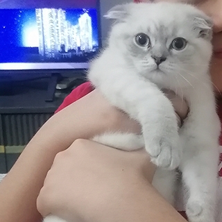 İstanbul Ataşehir Scottish Fold Kedi Kayıp